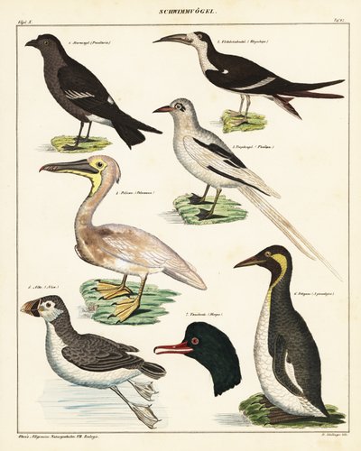 Varianter av sjøfugler. ,1841 (litografi) av Unbekannter Künstler