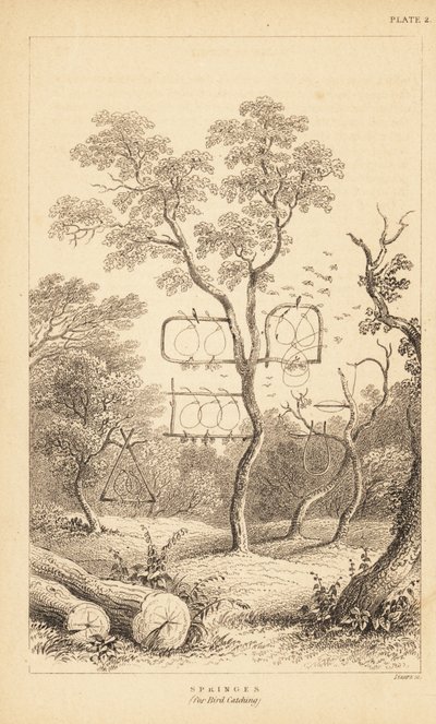 Varianter av trådfeller for fuglefangst. 1889 (gravering) av Unbekannter Künstler