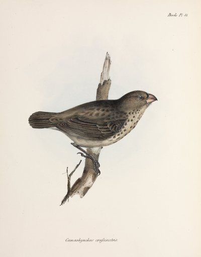 Vegetarfink, Galapagosøyene, ca 1832-1836 av Unbekannt