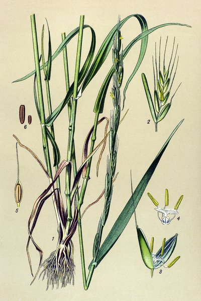 Giftig plante (giftig): berusende agner (Lolium temulentum) av Unbekannter Künstler