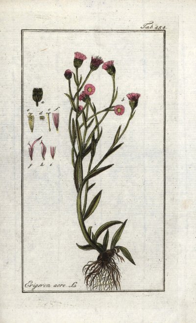 Vergerette acre (Erigeron acris). Litografi fra “Afbeelding der Artseny-Gewassen” av Johannes Zorn (1739-1799), Nederland av Unbekannter Künstler