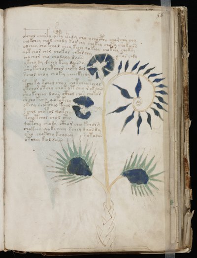Voynich Manuscript folio 56r, ca. 1500 (blekk på pergament) av Unbekannt