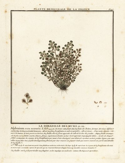 Wall-rue, Asplenium ruta-maria. av Unbekannter Künstler
