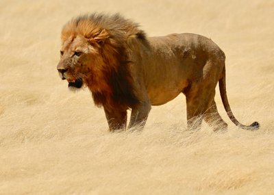 Warrior, Etosha, 2018 (bilde) av Unbekannter Künstler