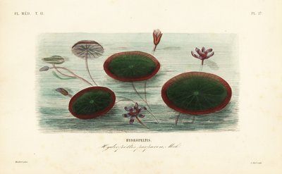 Vannskjold, Brasenia schreberi, Hydropeltis purpurea, Hydropeltis av Unbekannt