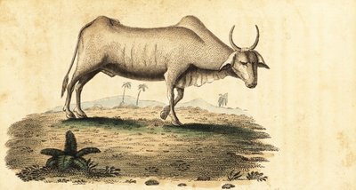Vannbøffel, Bubalus bubalus., 1800 (gravering) av Unbekannter Künstler