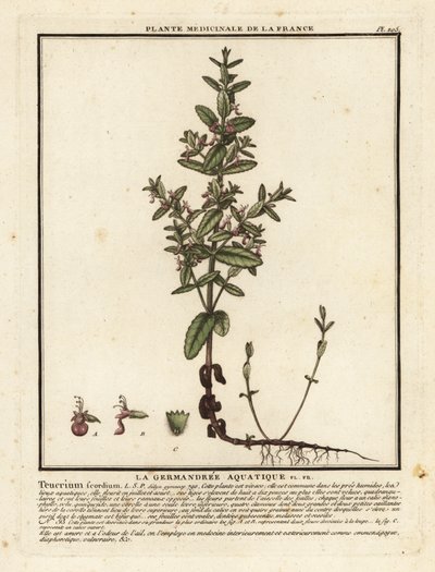 Vann germander, Teucrium scordium. av Unbekannter Künstler