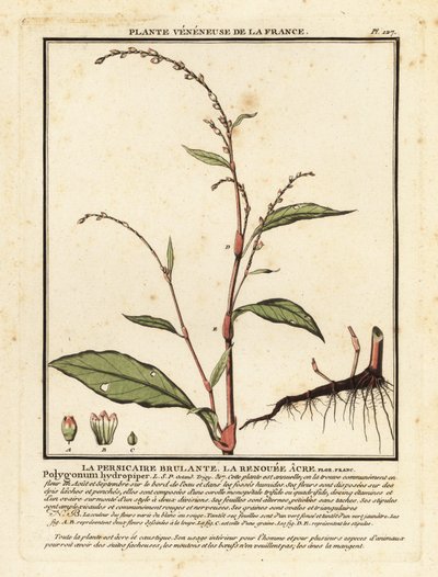 Vannpepper, Persicaria hydropiper. av Unbekannter Künstler