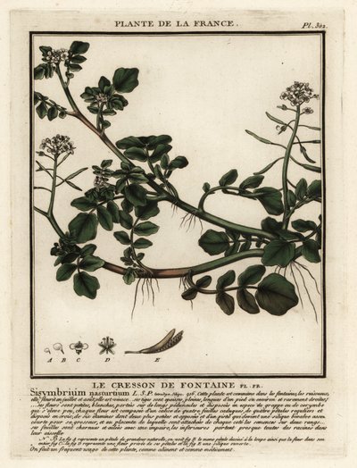 Brønnkarse, Nasturtium officinale. av Unbekannter Künstler