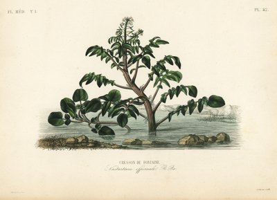 Brønnkarse eller gulkarse, Nasturtium officinale, Cresson de fontaine av Unbekannt