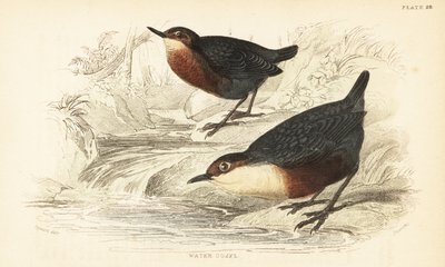 Hvitstrupe eller vannusel, Cinclus cinclus.1889 (gravering) av Unbekannter Künstler