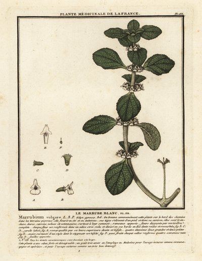 Hvit horehound, Marrubium vulgare. av Unbekannter Künstler
