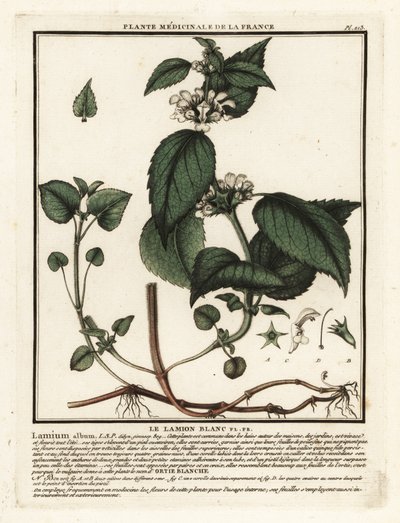 Hvit brennesle, Lamium album. av Unbekannter Künstler