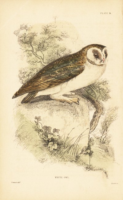 Hvit ugle eller perleugle, Tyto alba, plassert på en stein. 1889 (gravering) av Unbekannter Künstler
