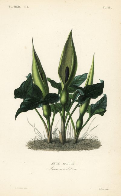 Vill arum, herrer og damer eller knekt i prekestolen, Arum maculatum, Arum macule av Unbekannt