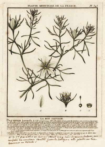 Wild rue, Peganum harmala. av Unbekannter Künstler