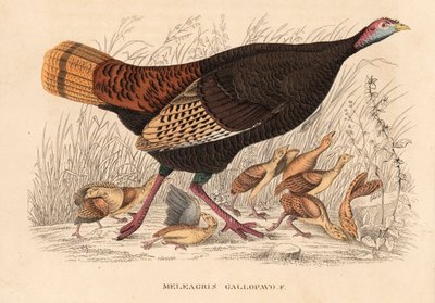 Vill kalkun, Meleagris gallopavo, høne med høner. Håndfarget litografi fra Georg Friedrich Treitschkes naturhistoriske galleri, Naturhistorischer Bildersaal des Thierreiches, Liepzig av Unbekannter Künstler