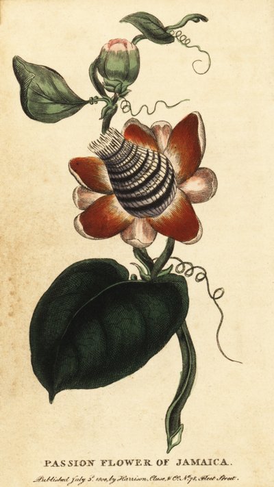 Pasjonsblomst med vinget stilk, Passiflora elata., 1800 (gravering) av Unbekannter Künstler