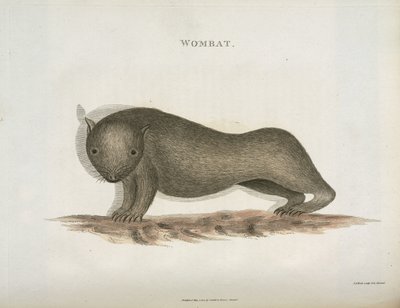 Wombat, Australia, ca 1798 av Unbekannt