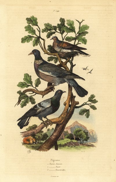 Skogdue, Columba palumbus, vanlig due, Columba livia og turteldue, Streptopelia risoria av Unbekannt