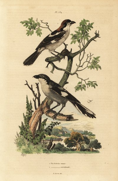 Woodchat Shrike, Lanius-senator, og Southern Gray Shrike, Lanius av Unbekannt