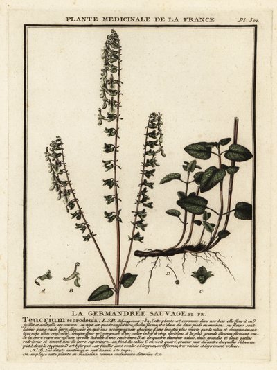 Woodland germander, Teucrium scorodonia. av Unbekannter Künstler