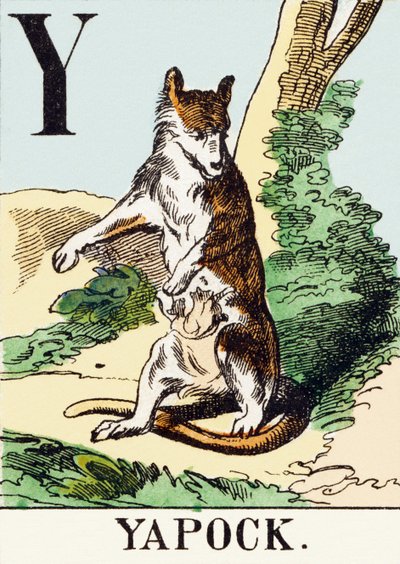 Y : Yapock - The Hunting Alphabet, ca. 1890 (gravering) av Unbekannt