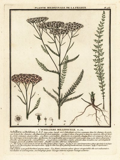 Ryllik, Achillea millefolium. av Unbekannter Künstler