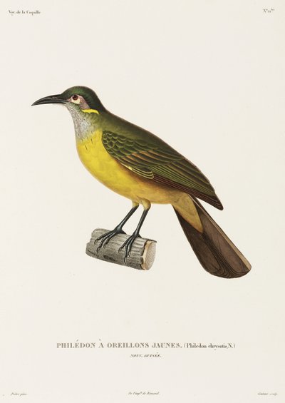 Gulkinn Philedon, New Guinea av Unbekannter Künstler