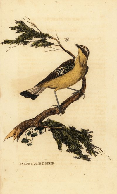 Gulrumpet fluesnapper, Ficedula zanthopygia. 1815 (gravering) av Unbekannter Künstler