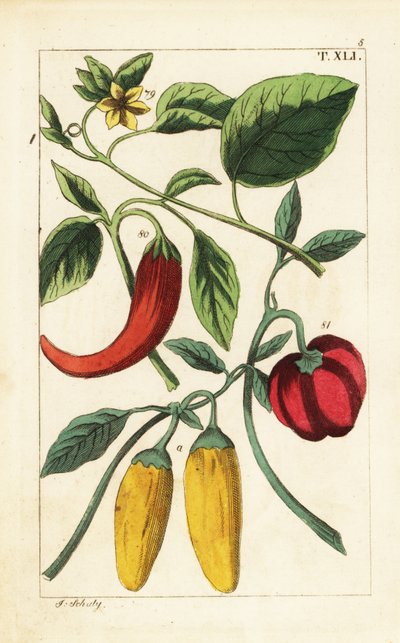 Gul og rød chilipepper, Capsicum annuum. av Unbekannter Künstler
