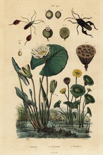 Gul lotus, Nelumbo lutea 1, bladfotkryp, Anisoscelis foliaceus 2 og Anoplocnemis curvipes 3, og hvit vannlilje, Nymphaea alba 4 av Unbekannt