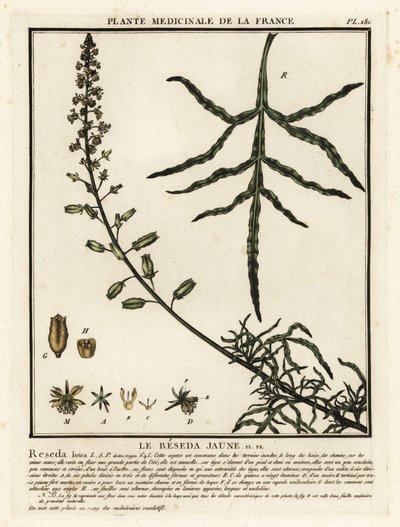Gul mignonette, Reseda lutea. av Unbekannter Künstler