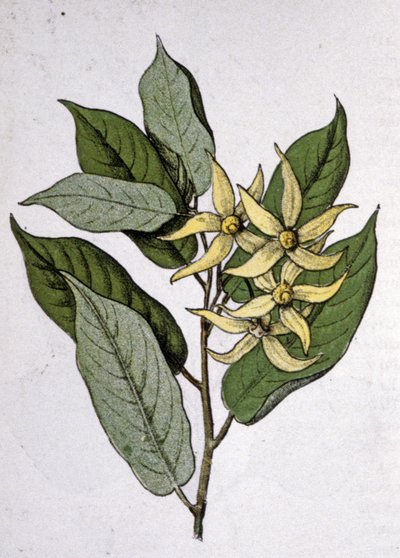 Ylang Ylang, tidlig på 1900-tallet (gravering) av Unbekannter Künstler