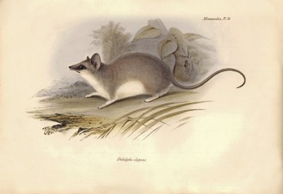 Zoologi: «Didelphis elegans» av opossumfamilien beskrevet av Charles Darwin under hans utforskningsreise om bord på Beagle. Platte fra «Zoologi om reisen til HMS Beagle under kommando av kaptein Fitzroy i årene 1832 til 1836».  av Unbekannter Künstler