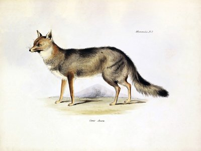 Zoologi: representasjon av reven «Canis Azarae» fra Sør-Amerika beskrevet av Charles Darwin på reisen hans om bord på Beagle. Platte fra «Zoologien til HMS Beagle under kommando av kaptein Fitzroy i årene 1832–1836» av Unbekannter Künstler