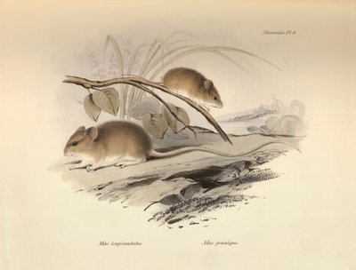 Zoologi: «Mus longicaudatus» og «Mus gracilipes» (mus) beskrevet av Charles Darwin under hans oppdagelsesreise om bord på Beagle. Plate fra «Zoologi om reisen til HMS Beagle under kommando av kaptein Fitzroy i årene 1832 til». av Unbekannter Künstler