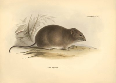 Zoologi: «Mus micropus» eller Grand-A-ears-musen beskrevet av Charles Darwin under hans utforskningsreise om bord på Beagle. Plate fra «Zoologi om reisen til HMS Beagle under kommando av kaptein Fitzroy i årene 1832 til 1836», redigert. av Unbekannter Künstler