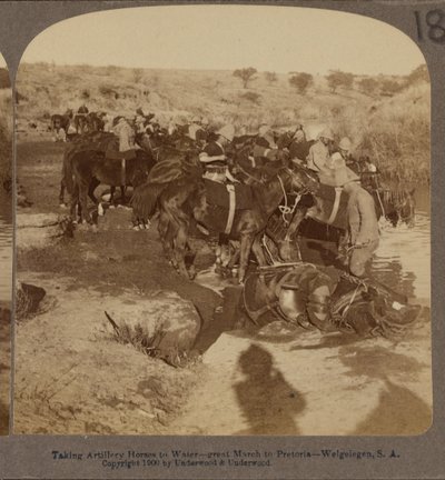 Vanning av artillerihester, Welgelegen, Sør-Afrika av Underwood and Underwood