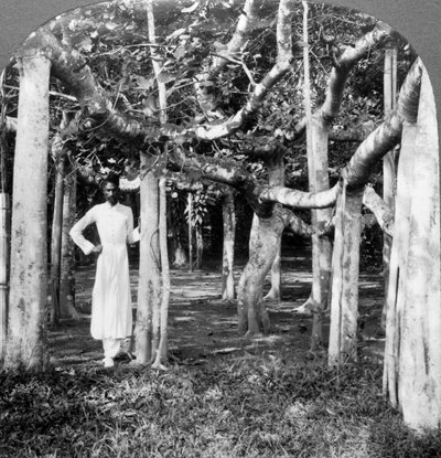 Blant røttene til et banyantre, Calcutta, India, 1900-tallet. av Underwood and Underwood
