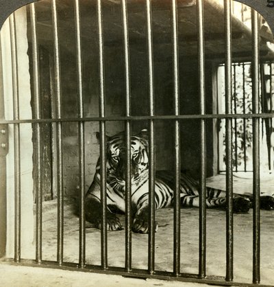 Fanget menneskeetende tiger får skylden for 200 dødsfall, Calcutta, India, c1903. av Underwood and Underwood