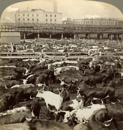 Storfe, Great Union Stock Yards, Chicago, Illinois, USA. av Underwood and Underwood