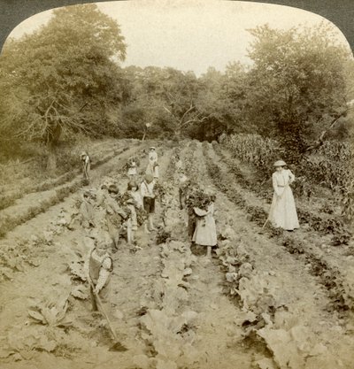 Barn som jobber i en grønnsakshage, Salvation Army Home, Spring Valley, New York, USA. av Underwood and Underwood