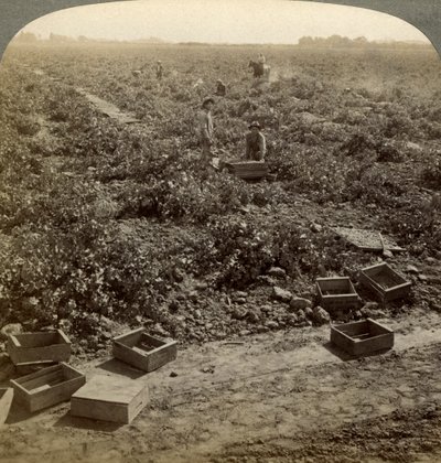 Tørking av rosiner, Fresno, San Joaquin Valley, California, USA. av Underwood and Underwood