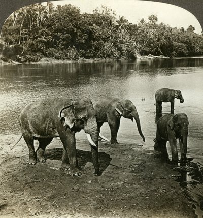 Elefanter, Sri Lanka Ceylon. av Underwood and Underwood