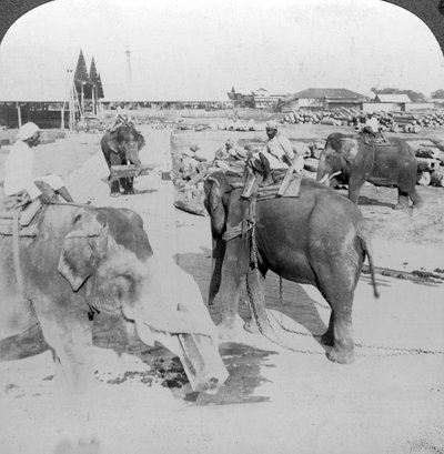 Elefanter som jobber i en tømmergård, India, ca 1900-tallet. av Underwood and Underwood