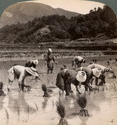 Gårdsarbeidere som transplanterte risskudd nær Kyoto, Japan, 1904 av Underwood and Underwood