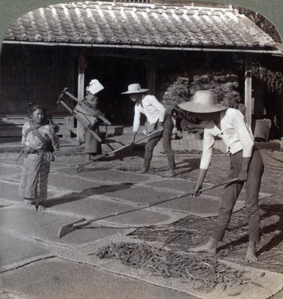 Bønder med bambusriver som sprer hirse på matter for å tørke for vinteren, nær Yokohama, Japan, 1904 av Underwood and Underwood