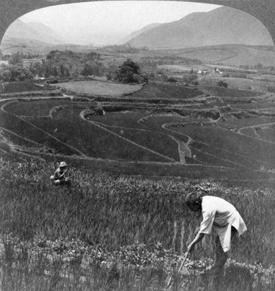 Fruktbare rismarker i det gamle krateret i Aso-San, Japan, 1904. av Underwood and Underwood
