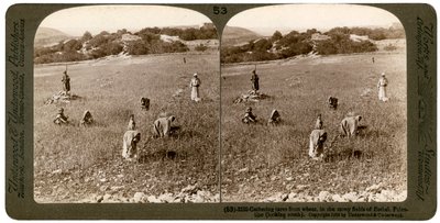 Å samle ugress fra hvete i de steinete åkrene i Bethel Baytin, Palestina, 1900. av Underwood and Underwood